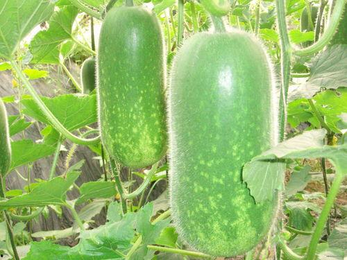 吃瓜大全免费观看,吃瓜大全带你领略娱乐盛宴